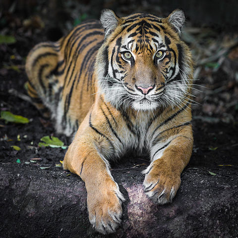 480px-Indrah_the_Sumatran_Tiger